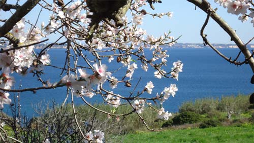 Urlaub an der Algarve zur Mandelblüte