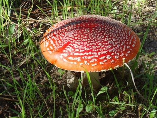 Pilze an der Algarve - Amanita muscaria, auch Fliegenpilz genannt